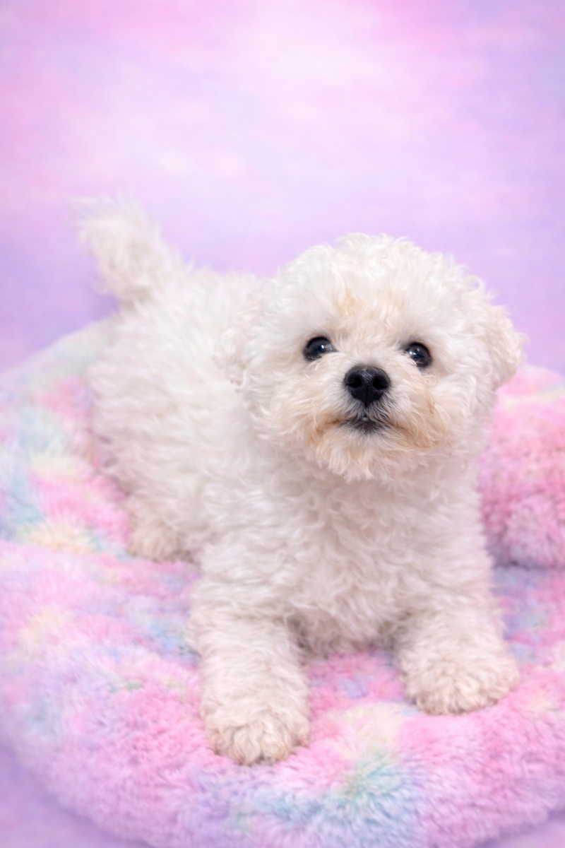 Aston mâle né le : 04/12/2025 ( LOF)