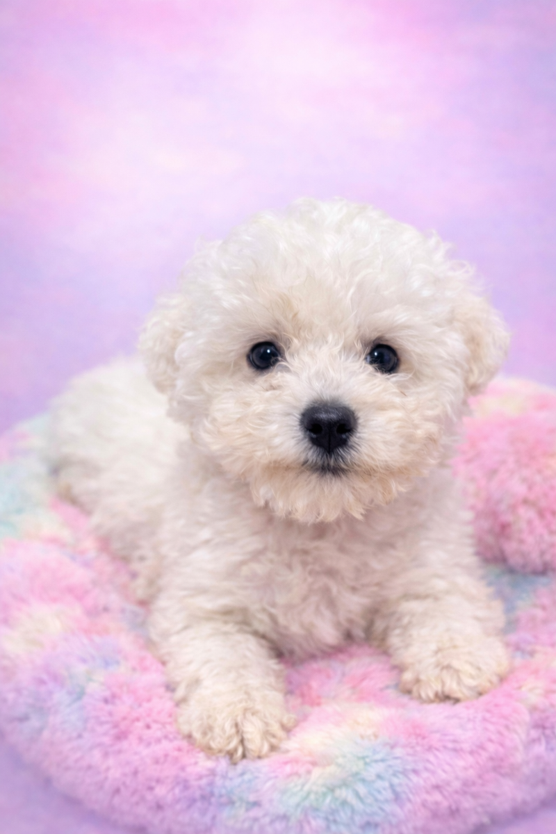 Aston mâle né le : 04/12/2025 ( LOF)