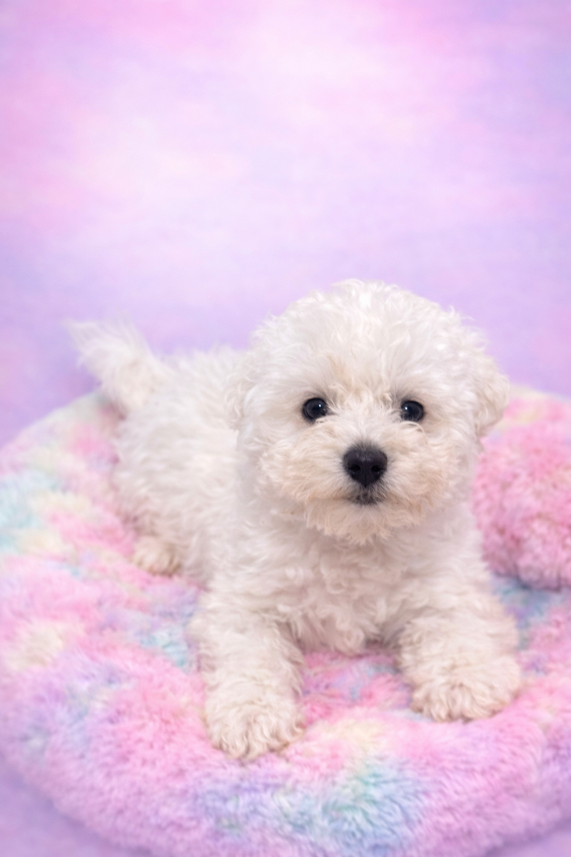 Aston mâle né le : 04/12/2025 ( LOF)