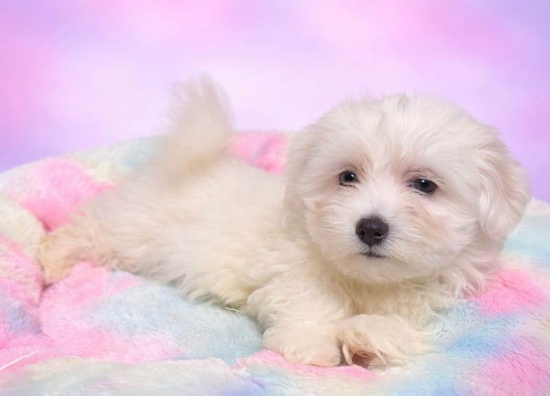 Askaban mâle né le : 19/12/2025 (Parents LOF)