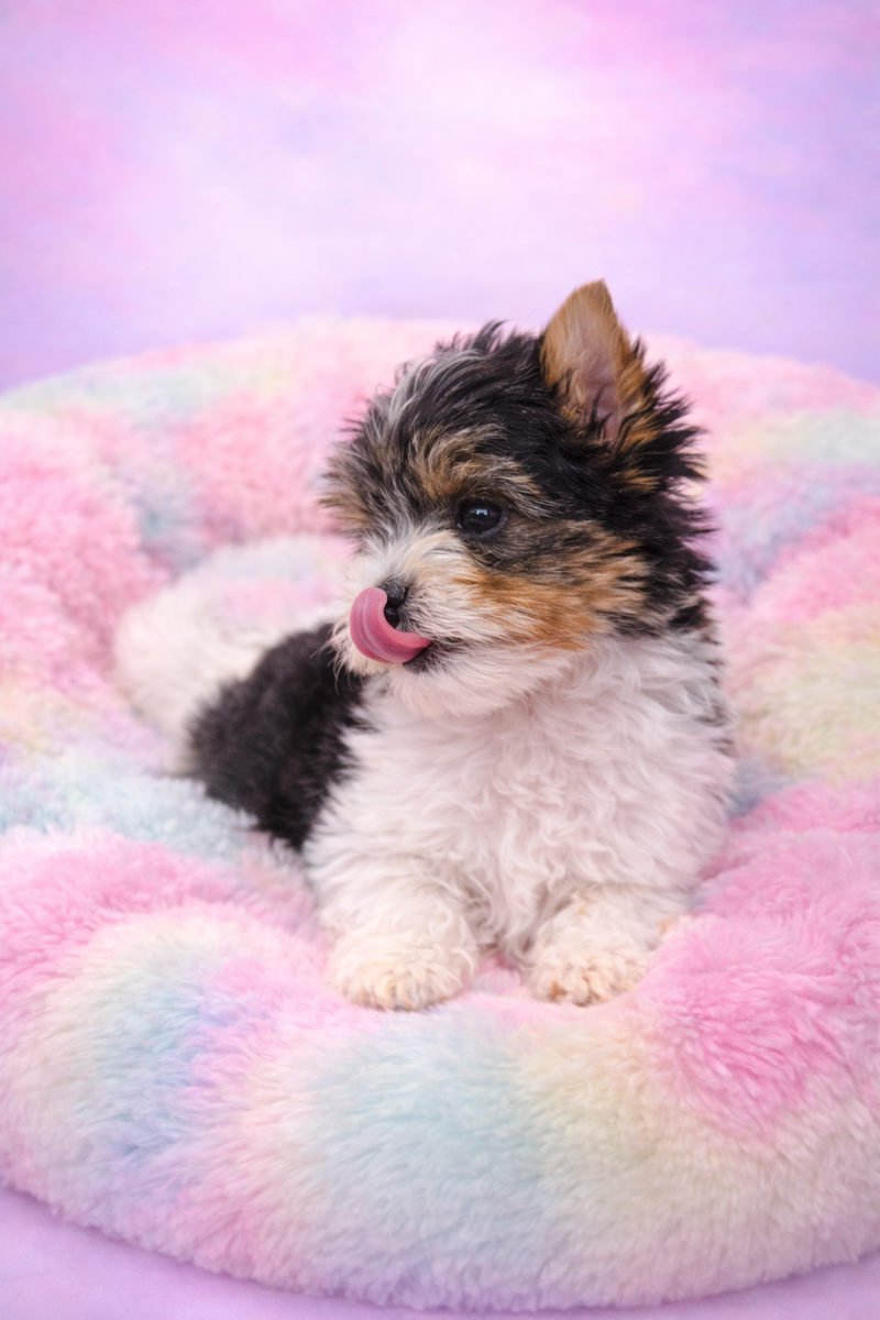 Aztek mâle né le  : 30/12/2025  (Parents LOF)