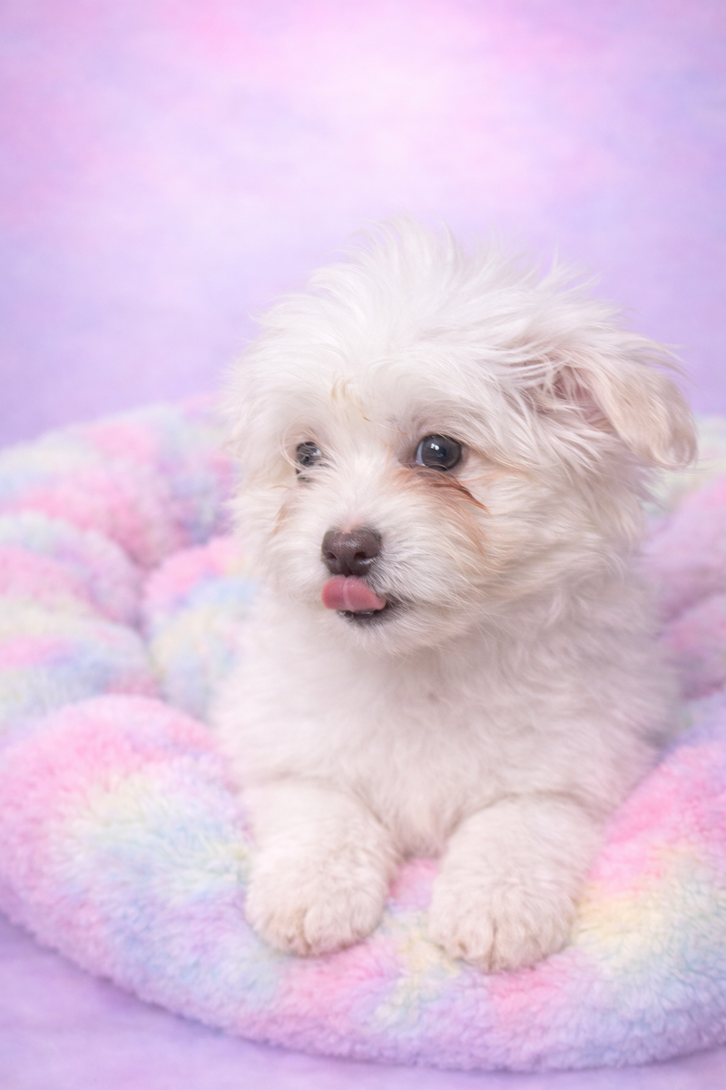 AMINA femelle née : 19/12/25 (Parents LOF)