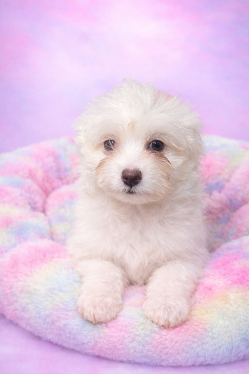 AMINA femelle née : 19/12/25 (Parents LOF)