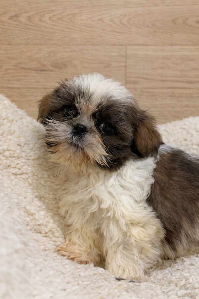 Agora, Shih Tzu femelle née le 13/12/25 Non LOF
