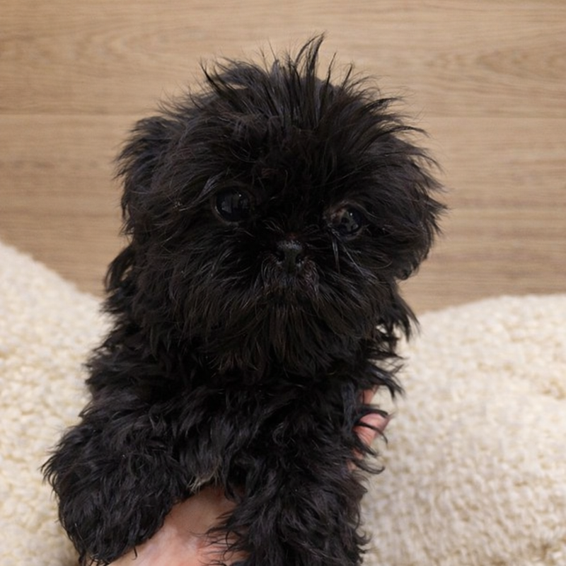 Alleluia, Shih Tzu femelle née le 26/11/25 Non LOF