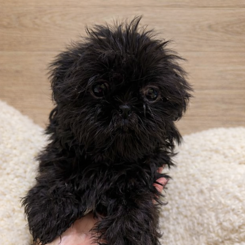 Alleluia, Shih Tzu femelle née le 26/11/25 Non LOF