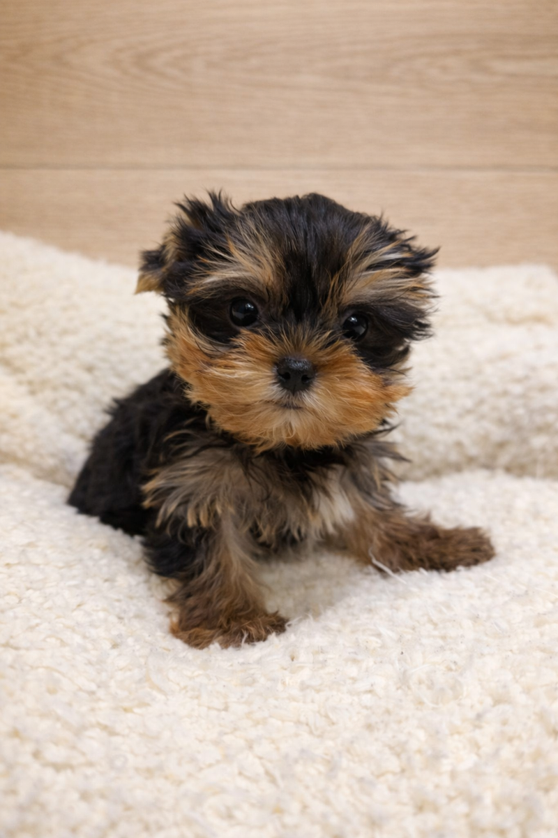 Amore, Yorkshire Terrier mâle né le 25/12/25 LOF