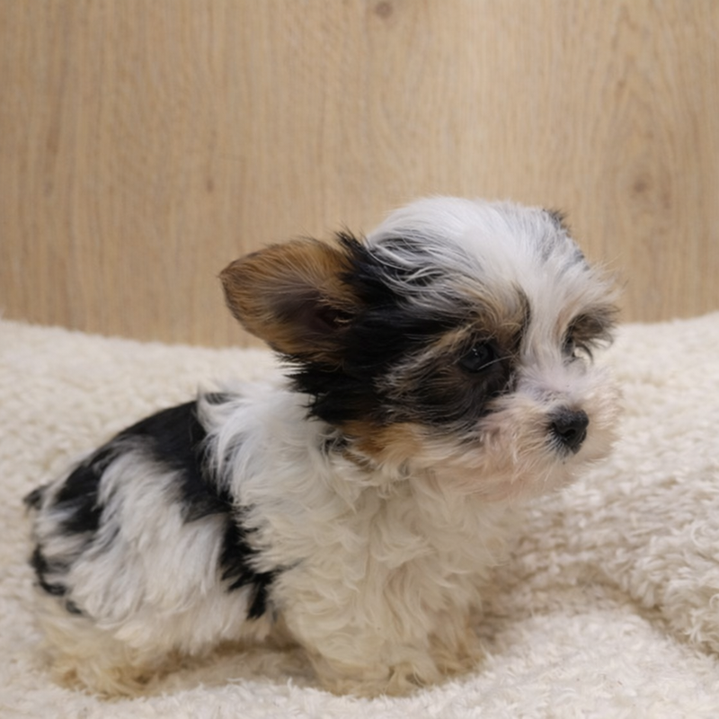 Antibes, Yorkshire Biewer femelle née le 30/12/25 Non LOF