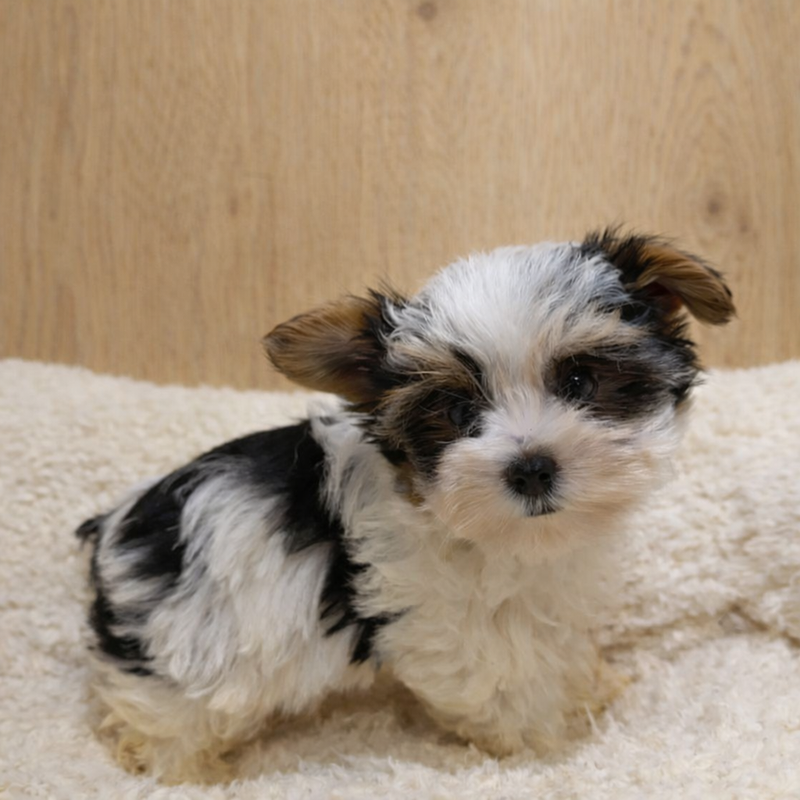 Antibes, Yorkshire Biewer femelle née le 30/12/25 Non LOF