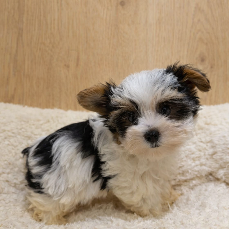 Antibes, Yorkshire Biewer femelle née le 30/12/25 Non LOF