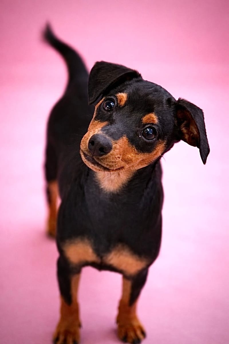 ALESIA, femelle née le 04/12/2025 non LOF (parents LOF)