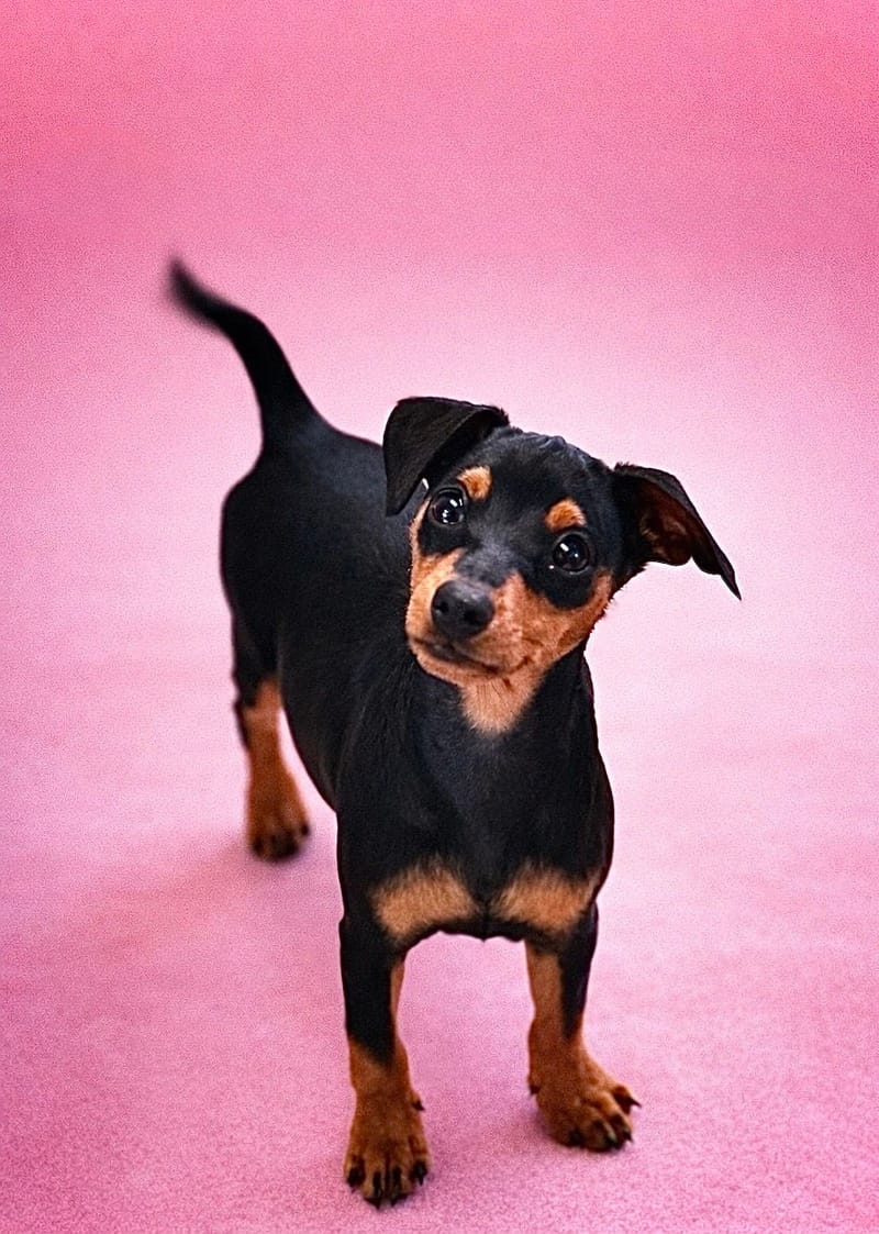 ALESIA, femelle née le 04/12/2025 non LOF (parents LOF)