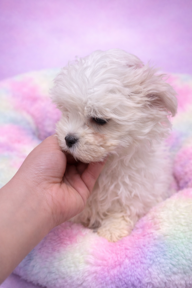 Aldo mâle né le : 31/12/2025  (LOF)