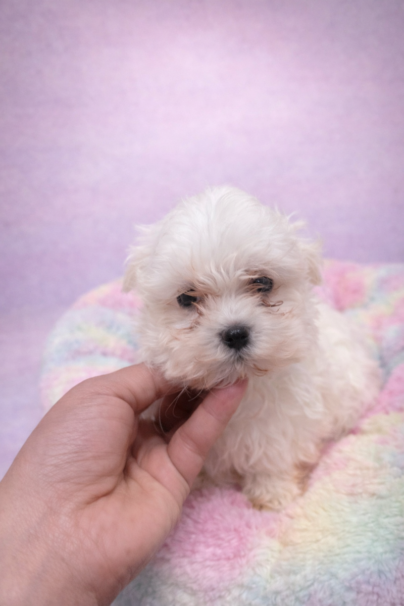 Arthus mâle né le : 31/12/2025  ( LOF)