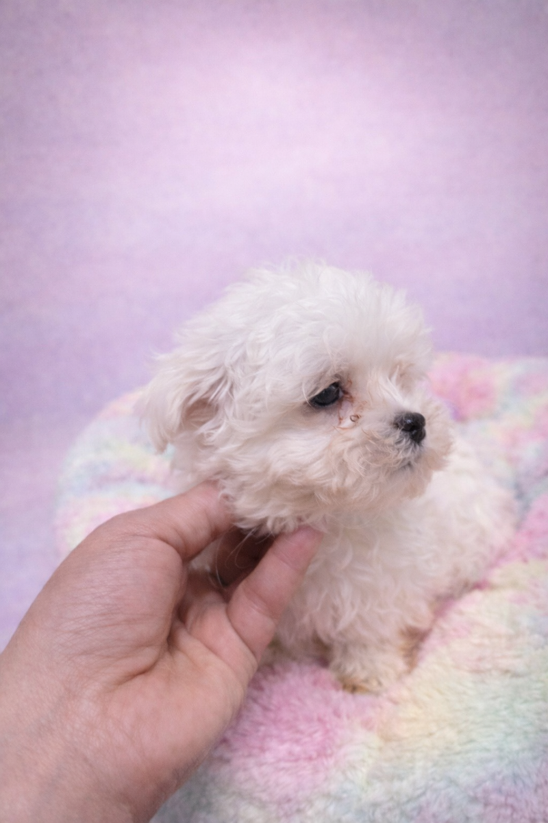 Arthus mâle né le : 31/12/2025  ( LOF)