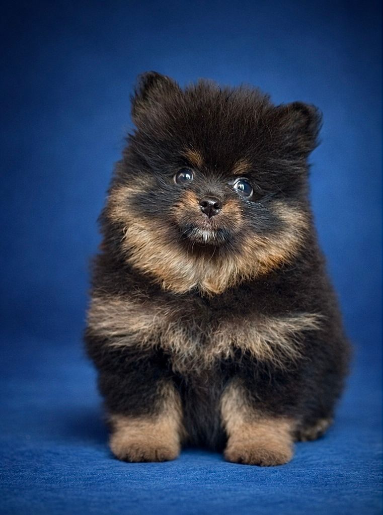 BAGHERRA, mâle né le 13/01/2026 non LOF (parents LOF)