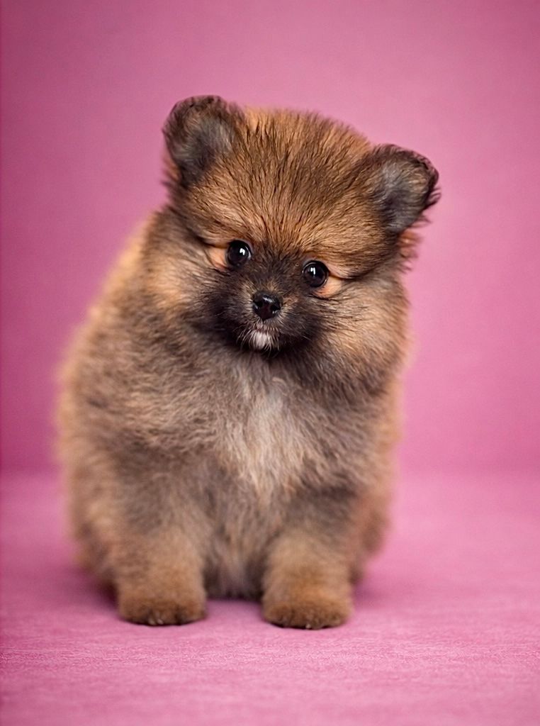 BEGONIA, femelle né le 13/01/2026 non LOF (parents LOF)