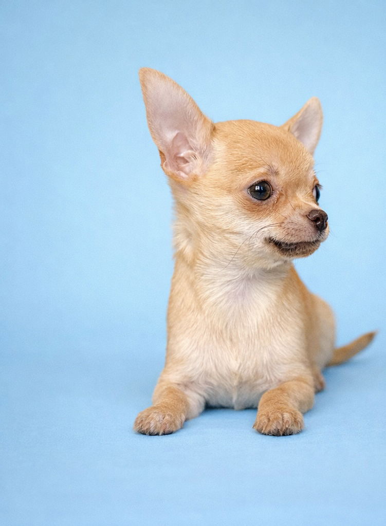 AZTEK, mâle né le 02/12/2025 LOF