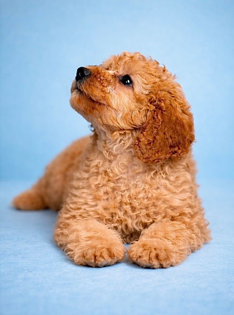 BROWNIE, mâle né le 08/01/2026 non LOF (parents LOF)