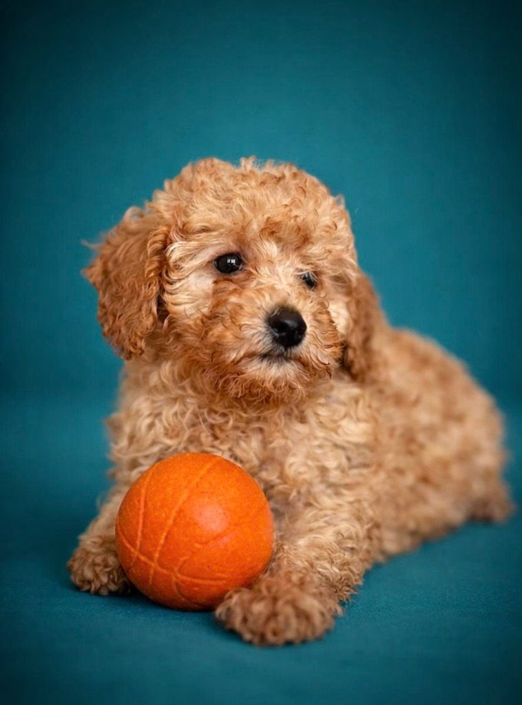 BALMAIN, mâle né le 08/01/2026 non LOF (parents LOF)