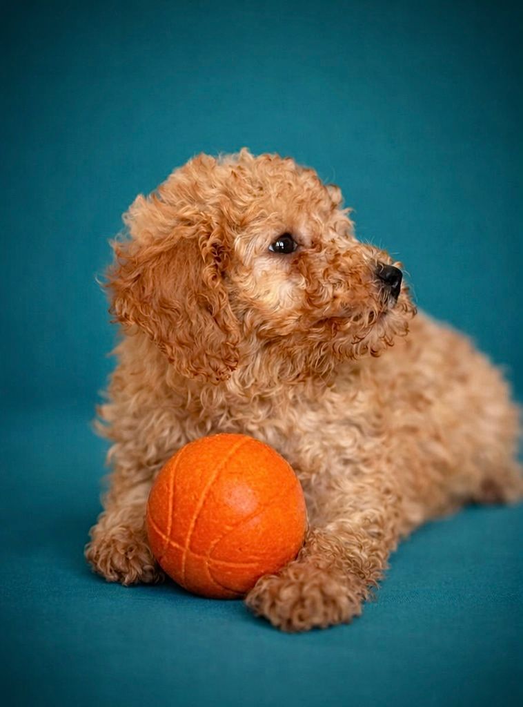 BALMAIN, mâle né le 08/01/2026 non LOF (parents LOF)