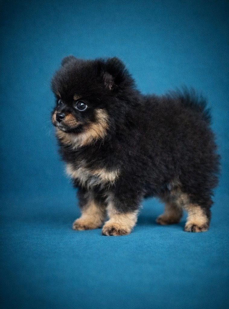 BAGHERRA, mâle né le 13/01/2026 non LOF (parents LOF)