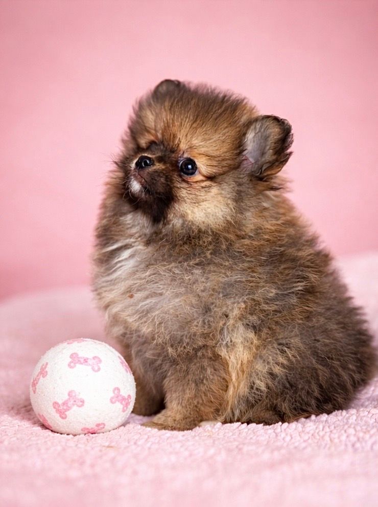 BEGONIA, femelle né le 13/01/2026 non LOF (parents LOF)