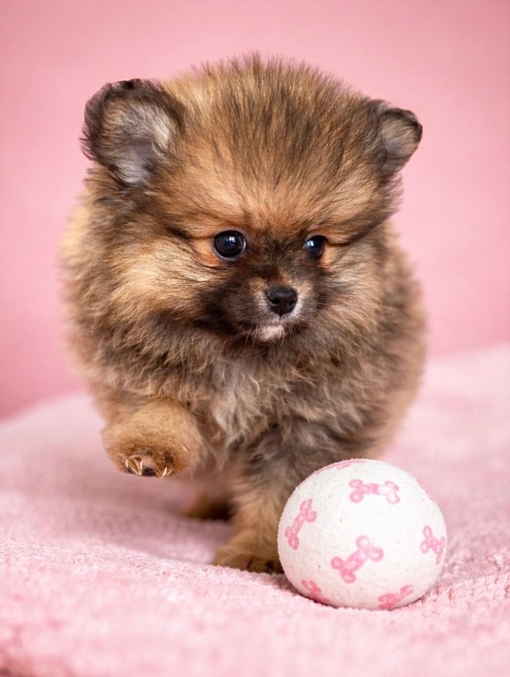 BEGONIA, femelle né le 13/01/2026 non LOF (parents LOF)