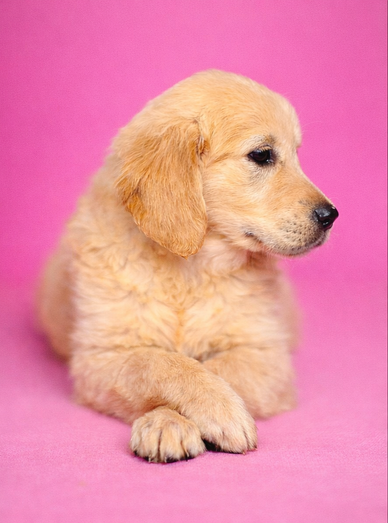 BORA BORA, femelle née le 03/01/2026 non LOF (parents LOF)