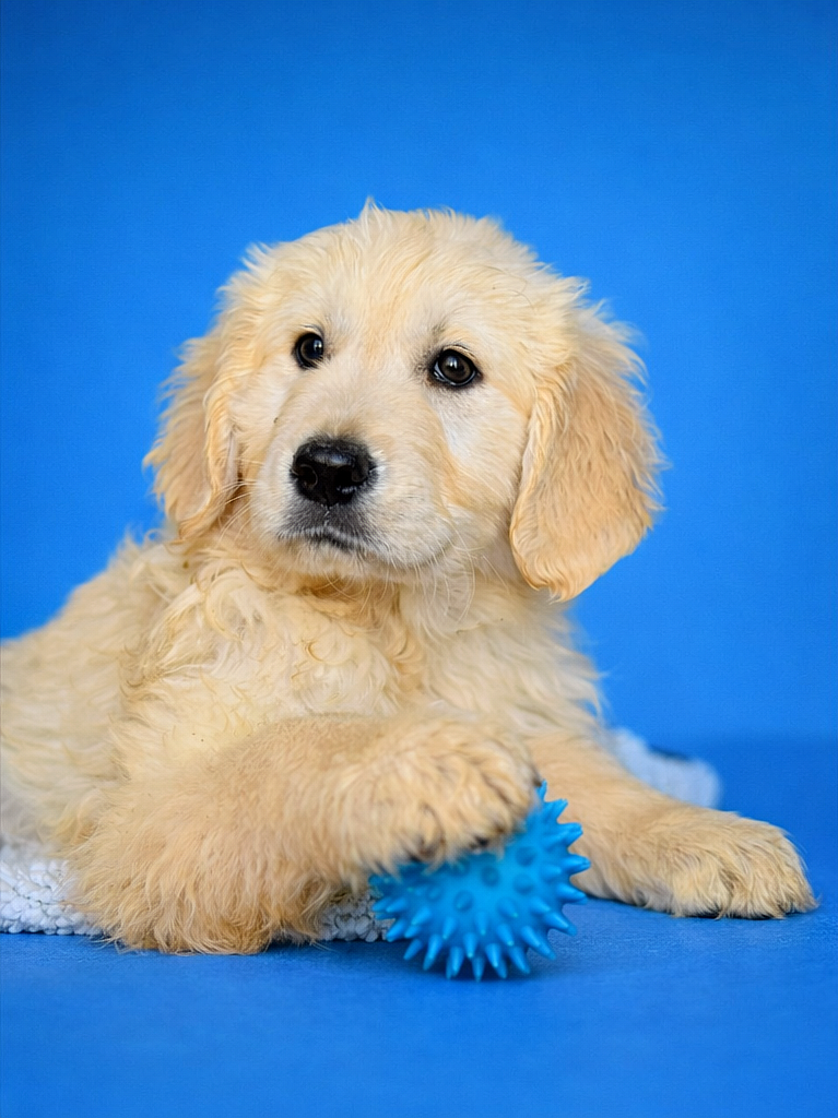 BONJOVI, mâle né le 02/01/2026 non LOF (parents LOF)