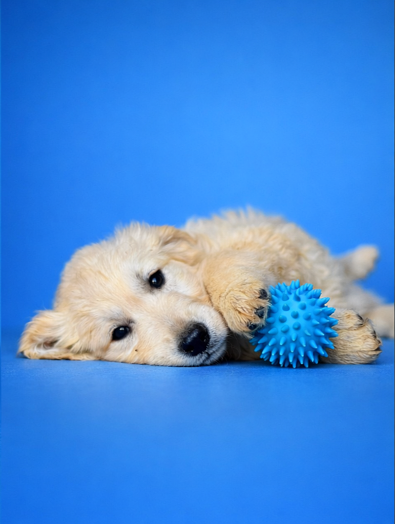 BONJOVI, mâle né le 02/01/2026 non LOF (parents LOF)