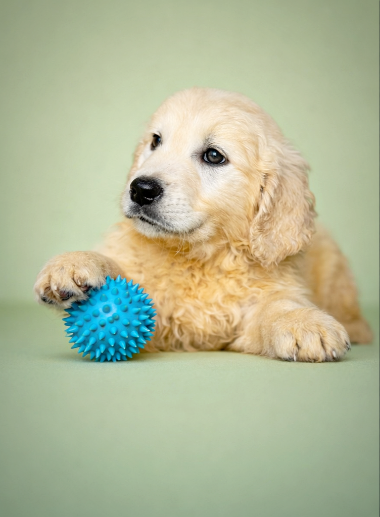 BRETZEL, mâle né le 03/01/2026 non LOF (parents LOF)