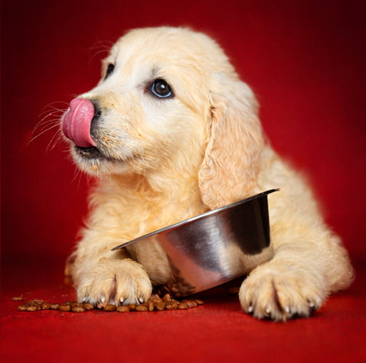 BROWNIE, mâle né le 03/01/2026 non LOF (parents LOF)