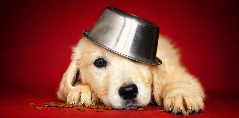 BROWNIE, mâle né le 03/01/2026 non LOF (parents LOF)