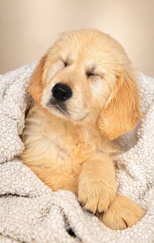 BALI, femelle née le 02/01/2026 non LOF (parents LOF)