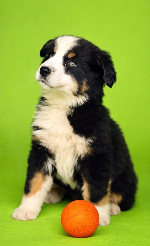 BENSON, mâle né le 14/01/2026 non LOF (parents LOF)