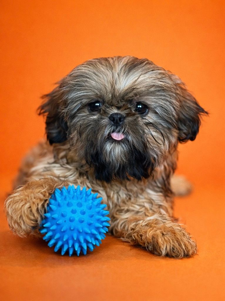 ANITA, femelle née le 25/11/2025 non LOF (parents LOF)