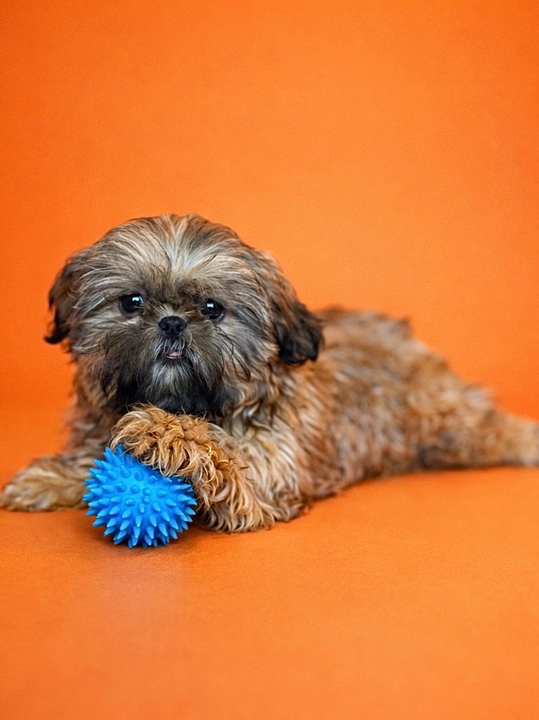 ANITA, femelle née le 25/11/2025 non LOF (parents LOF)