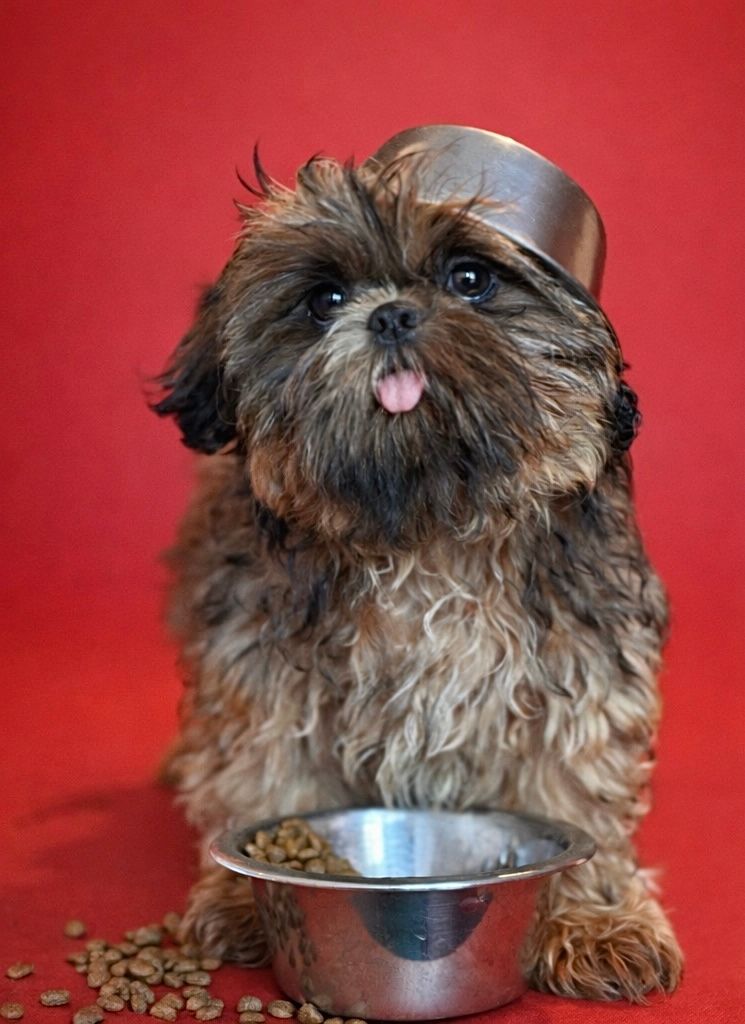 AARON, mâle né le 25/11/2025 non LOF (parents LOF)