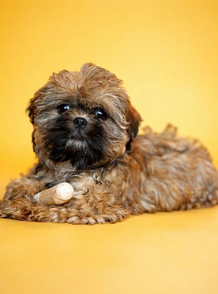 APPY, mâle né le 26/11/2025 non LOF (parents LOF)