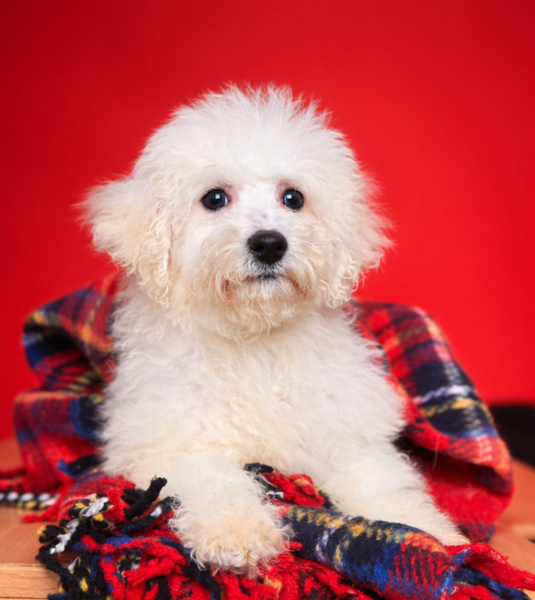 ALDO, mâle né le 23/11/2025 non LOF (parents LOF)