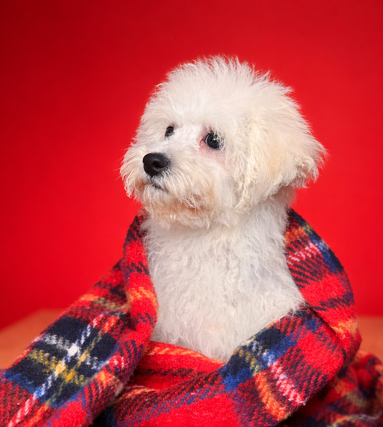 ALDO, mâle né le 23/11/2025 non LOF (parents LOF)