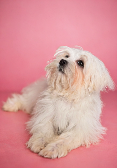 AMINA, femelle née le 16/11/2025 LOF