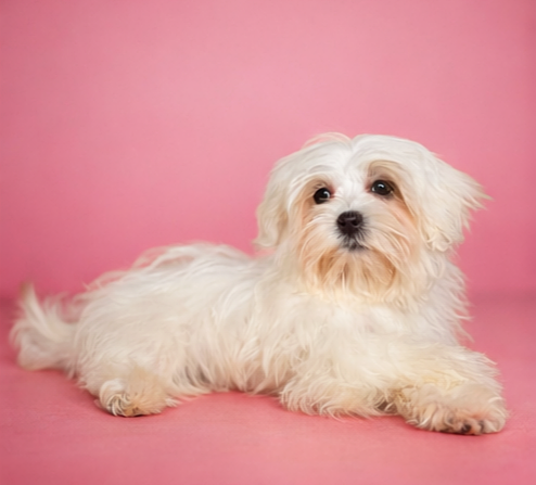 AMINA, femelle née le 16/11/2025 LOF