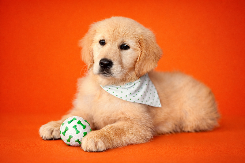 BORA BORA, femelle née le 03/01/2026 non LOF (parents LOF)