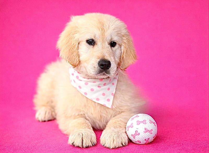 BALI, femelle née le 02/01/2026 non LOF (parents LOF)