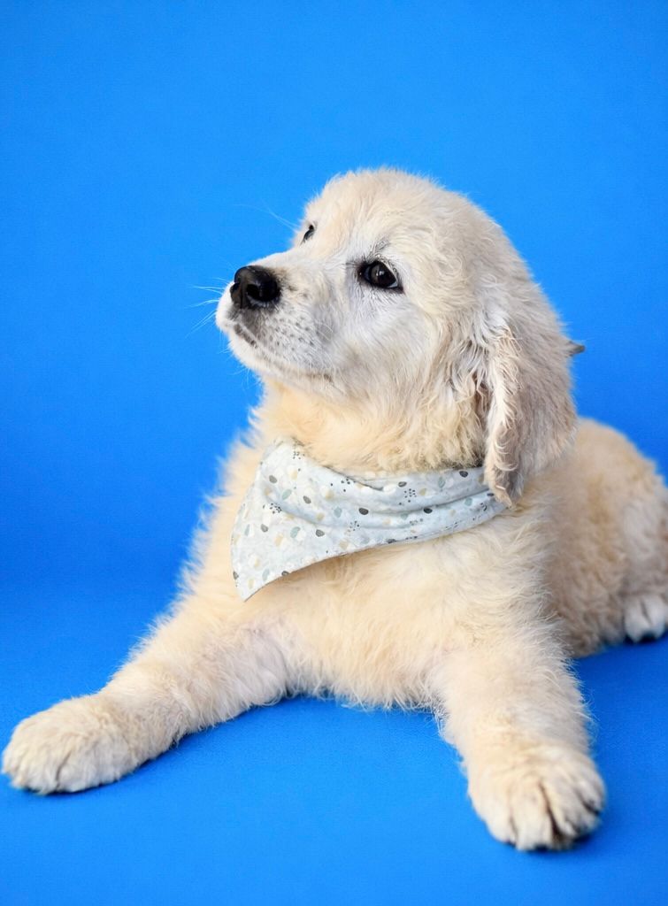 BRETZEL, mâle né le 03/01/2026 non LOF (parents LOF)