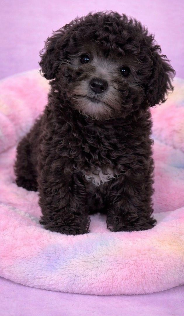 BRETZEL mâle né le : 10/01/2025(Parents LOF)