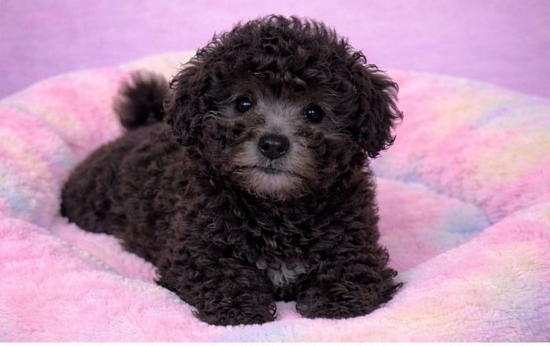 BRETZEL mâle né le : 10/01/2025(Parents LOF)