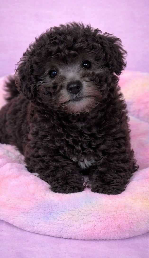 BRETZEL mâle né le : 10/01/2025(Parents LOF)